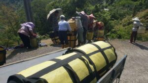 阿里山青心烏龍茶