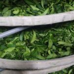 阿里山青心烏龍茶