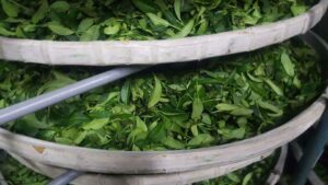 阿里山青心烏龍茶