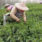 阿里山青心烏龍茶