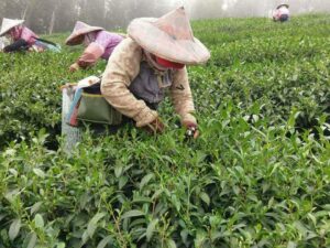 阿里山青心烏龍茶