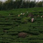 阿里山青心烏龍茶