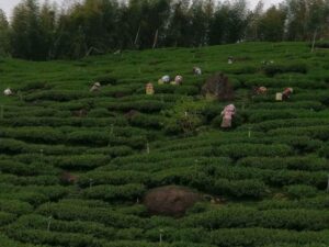 阿里山青心烏龍茶