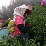 阿里山青心烏龍茶