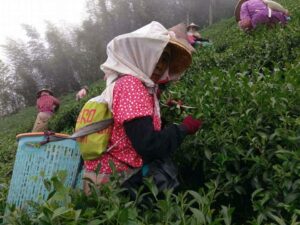 阿里山青心烏龍茶