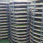 阿里山青心烏龍茶