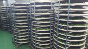 阿里山青心烏龍茶