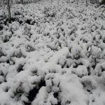 大禹嶺100K茶園雪景