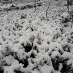 大禹嶺100K茶園雪景