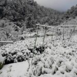 大禹嶺100K茶園雪景