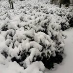 大禹嶺100K茶園雪景