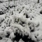 大禹嶺100K茶園雪景