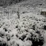 大禹嶺100K茶園雪景
