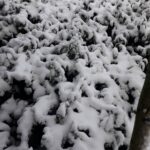 大禹嶺100K茶園雪景