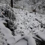 大禹嶺100K茶園雪景