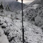 大禹嶺100K茶園雪景