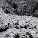 大禹嶺100K茶園雪景