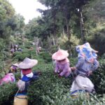 華岡台灣第一等 茶園採茶