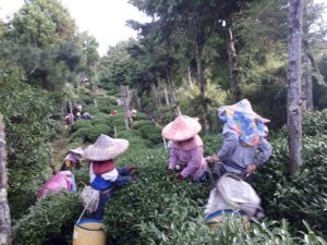 華岡台灣第一等 茶園採茶
