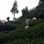 華岡台灣第一等 茶園採茶