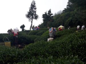 華岡台灣第一等 茶園採茶