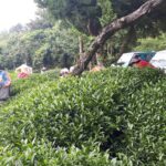 華岡台灣第一等 茶園採茶