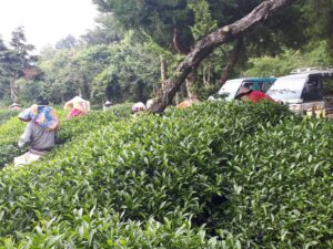 華岡台灣第一等 茶園採茶