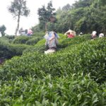 華岡台灣第一等 茶園採茶