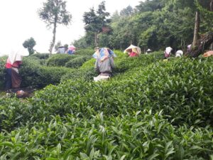 華岡台灣第一等 茶園採茶