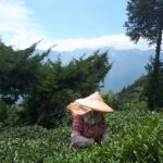 華岡台灣第一等 茶園採茶