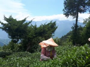 華岡台灣第一等 茶園採茶