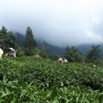 華岡台灣第一等 茶園採茶