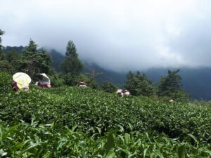 華岡台灣第一等 茶園採茶