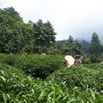 華岡台灣第一等 茶園採茶