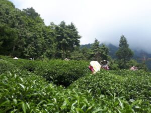 華岡台灣第一等 茶園採茶