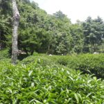 華岡台灣第一等 茶園採茶