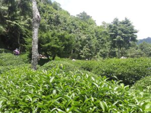 華岡台灣第一等 茶園採茶