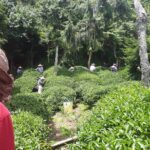 華岡台灣第一等 茶園採茶