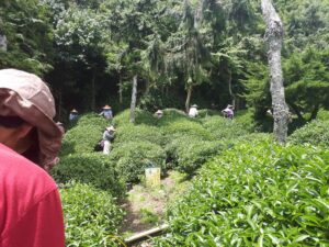 華岡台灣第一等 茶園採茶