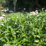 華岡台灣第一等 茶園採茶