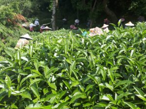 華岡台灣第一等 茶園採茶