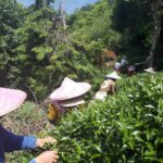 華岡台灣第一等 茶園採茶