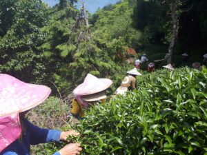 華岡台灣第一等 茶園採茶