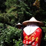 華岡台灣第一等 茶園採茶