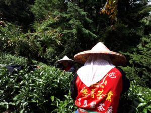 華岡台灣第一等 茶園採茶