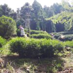 華岡台灣第一等 茶園採茶