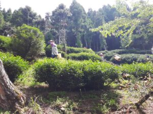 華岡台灣第一等 茶園採茶