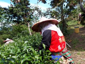 華岡台灣第一等 茶園採茶