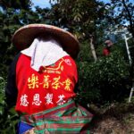 華岡台灣第一等 茶園採茶