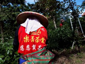 華岡台灣第一等 茶園採茶